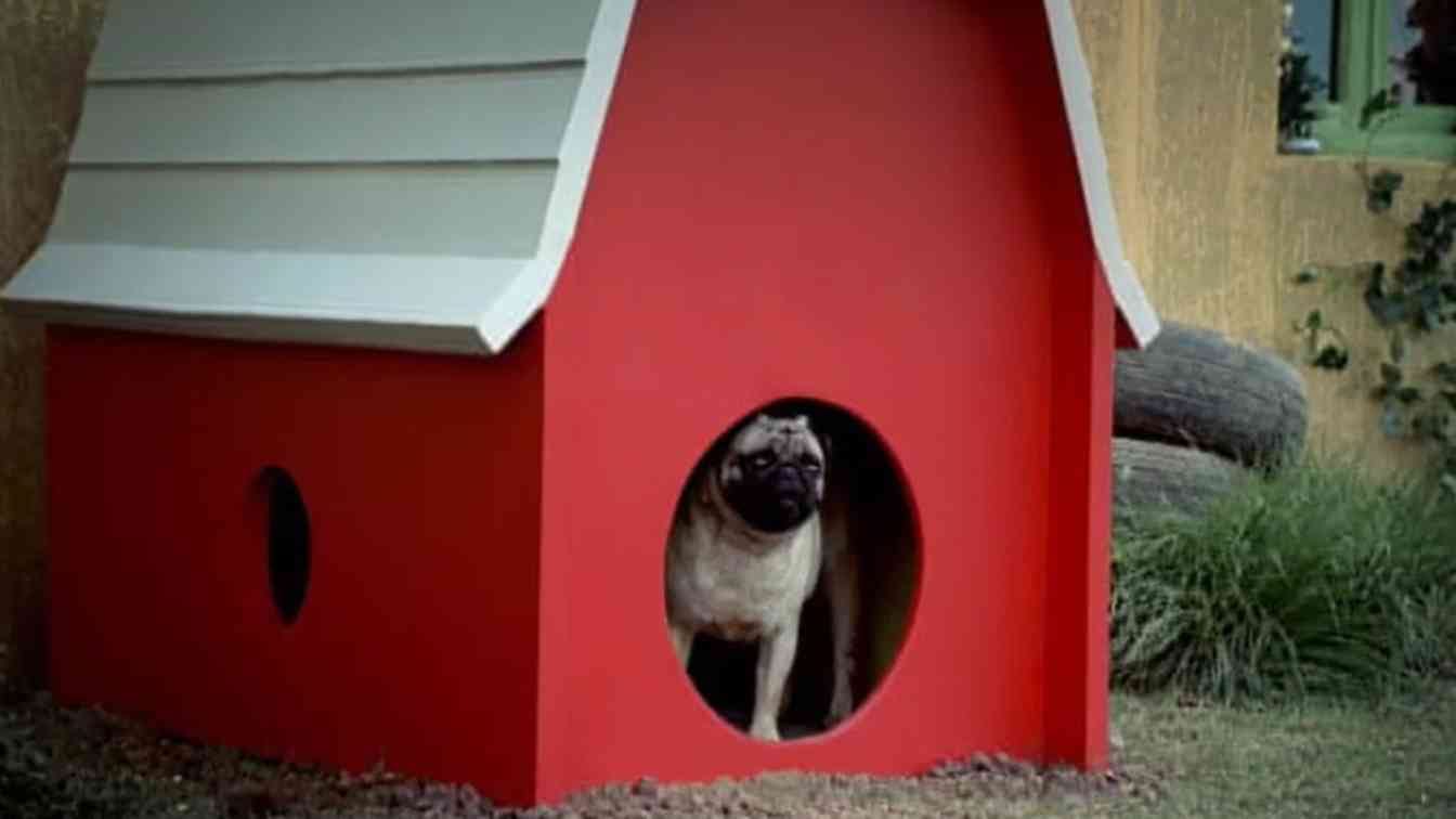 vodafone pug?blur=25