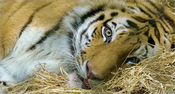 Animal Planet to showcase 'The Zoo: COVID-19 and Animals' this Sunday - Exchange4media Animal Planet to showcase 'The Zoo: COVID-19 and Animals' this Sunday - Exchange4media