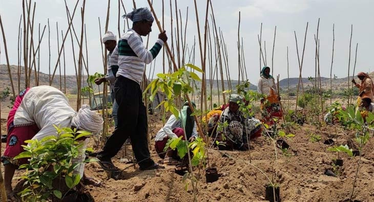 SPN and SayTrees have planted over 8000 tree saplings?blur=25