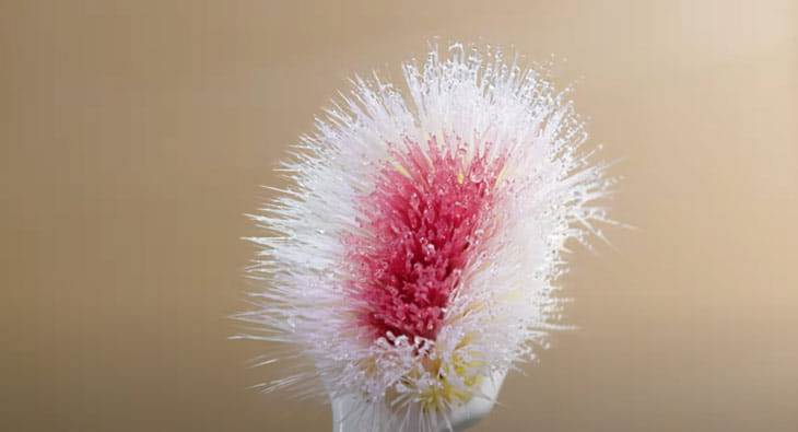 Colgate flower?blur=25