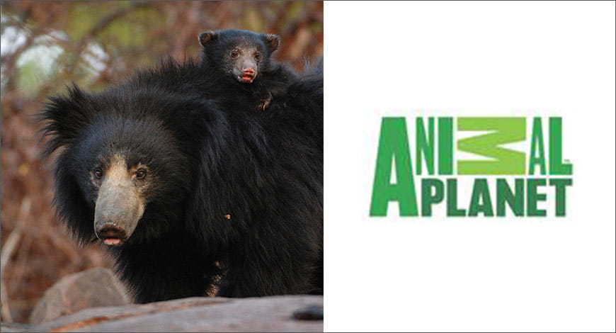 animal planet?blur=25