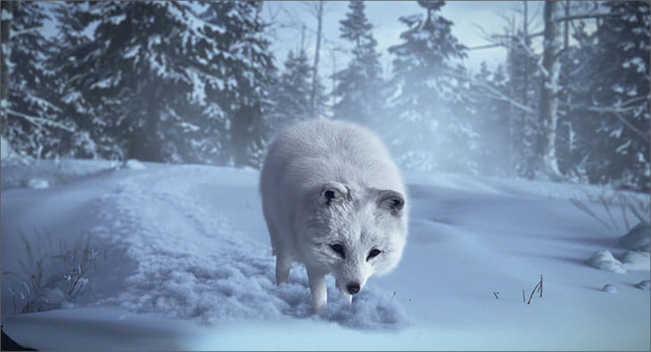 Fox?blur=25