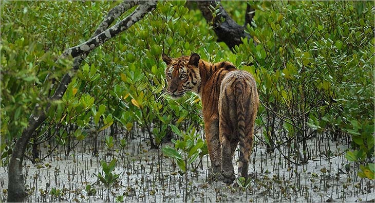 Discovery India and WWF India?blur=25